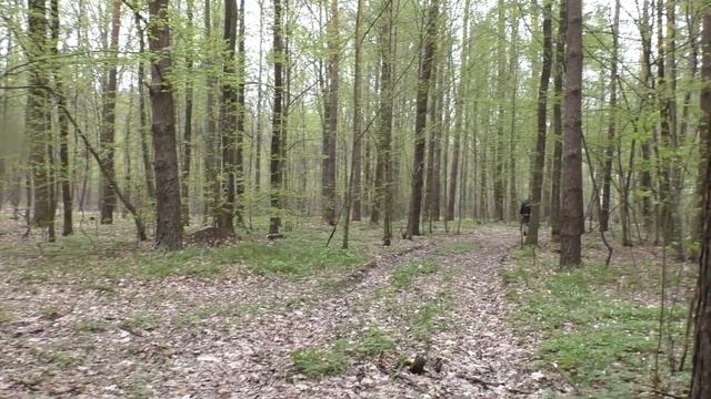 ГРИБЫ -польза или вред для нашего здоровья ! ? Лесные Грибы и Тепличные Шампиньоны , что лучше ? смотреть онлайн