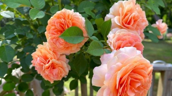 Romantic Roses Compilation - 2021 Edition