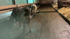 Уборка навоза в коровнике