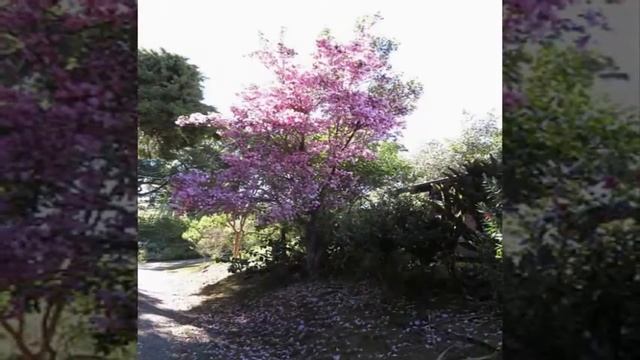 How to Plant Tabebuia Flowers For Ornamental Plants and Protective Plants At Home смотреть онлайн