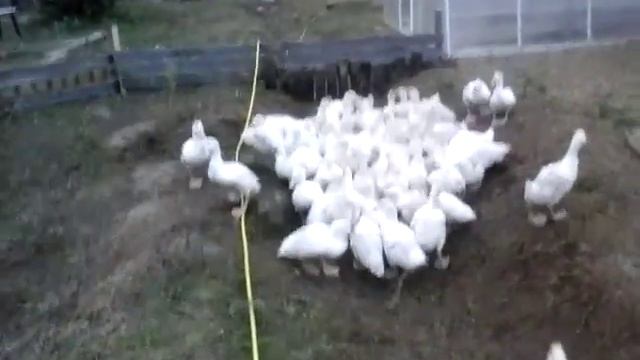 Гусята линда и утята Star-53 смотреть онлайн