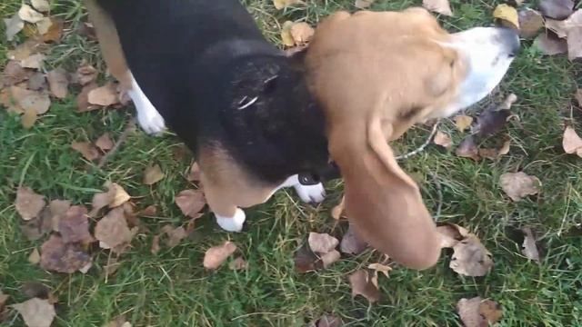 Лучше БИГЛЯ может быть только ДВА БИГЛЯ! Джек и Джесси! Better Beagle can only be two Beagle! смотреть онлайн