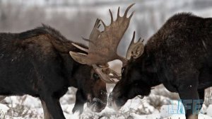 Секреты охоты на лося с подхода зимой!