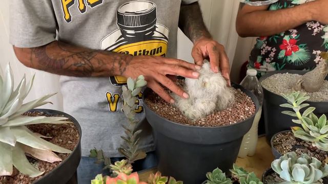 ¡Expo Cactus Querétaro Fest! 😸🌵 - Mundo Suculento смотреть онлайн