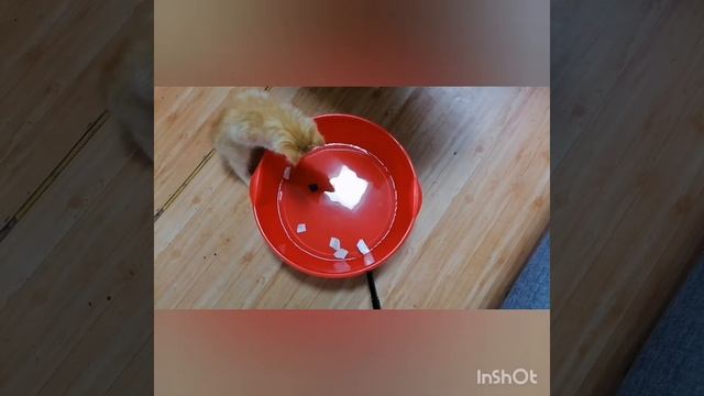 Как приучить котика к воде. Легко и просто.... смотреть онлайн