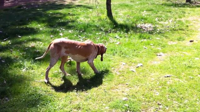 Bracco Italiano Ebe - Hunting birds in the orchard смотреть онлайн