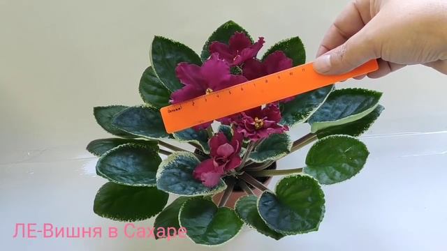 ЛЕ Арамис.ЛЕ Взбитые Сливки.ЛЕ Вишня в Сахаре.ЛЕ Злато Скифов.ЛЕ Золотая Пена смотреть онлайн