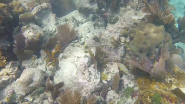 Snorkeling in John Pennekamp Coral Reef State Park, Florida Keys смотреть онлайн