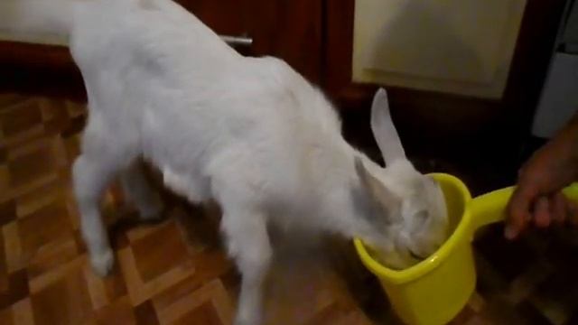 Кормление козлёнка. Первые дни жизни. смотреть онлайн