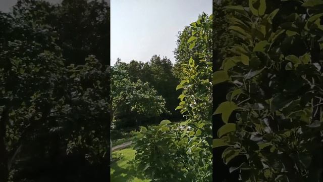 Грушу напугаю, а что делать с облепихой? 22 августа 2023 года. смотреть онлайн