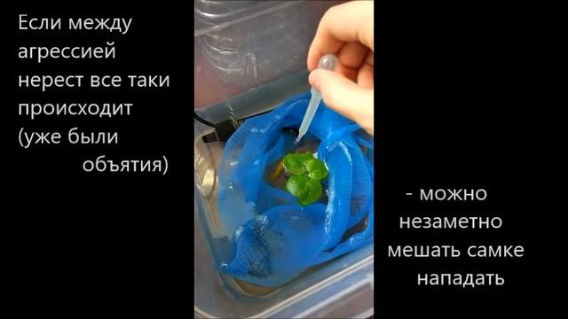 Нерест петушков. Агрессивная самка. смотреть онлайн