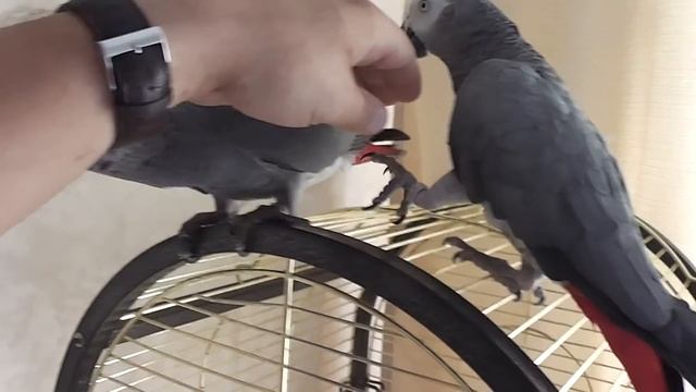 Жако Прохор (Бердск) и попугай Григорий смотреть онлайн