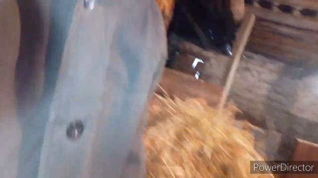 Купили маленького барашка??? смотреть онлайн