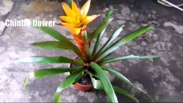 Jenis Bunga Bromelia Guzmania Warna Kuning смотреть онлайн