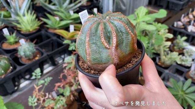【塊根植物】SUB)植物育成スペースを広げてコーデックスを飾る【vlog】 смотреть онлайн