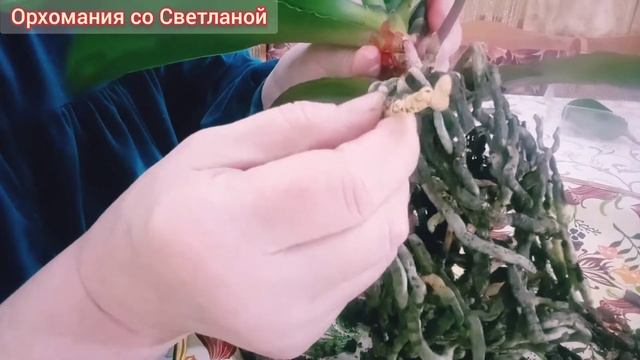 Пересадка орхидеи с проблемой от детки. Часть 1. смотреть онлайн