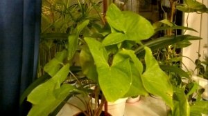 Комнатные цветы. Сингониум Syngonium Все секреты ухода в домашних условиях.