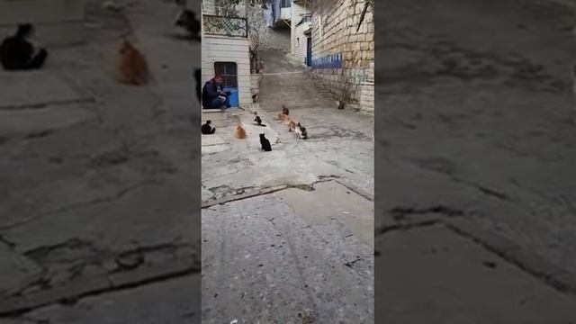 Лекция смотреть онлайн