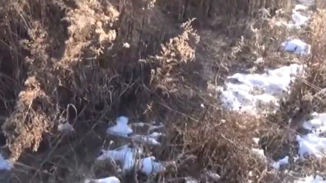 В песчаном карьере нашли 15 мин и около 1000 патронов смотреть онлайн