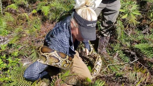 Live Python Catch by Professional Python Hunters смотреть онлайн