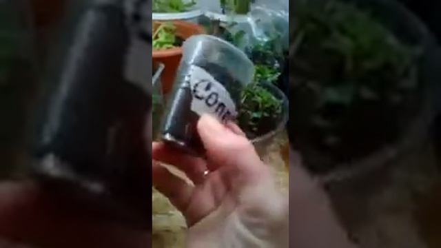Пеларгония ожила! Спасибо Кристолон! смотреть онлайн