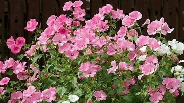 Цветы без рассады./ Посев сразу в грунт. смотреть онлайн