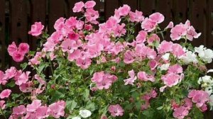 Цветы без рассады./ Посев сразу в грунт.