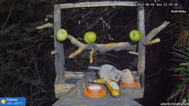 Bushbaby | Banana for scale смотреть онлайн