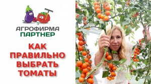 Как правильно выбрать томаты для посадки