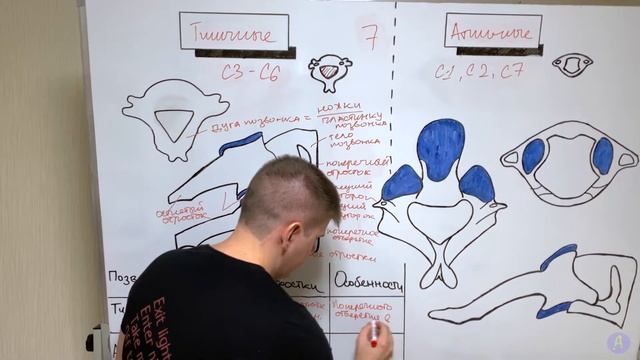 Шейный отдел позвоночника / Шейный позвонки анатомия / Остеология смотреть онлайн