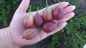 ТИКСИЯ "Tixia" крыжовник.