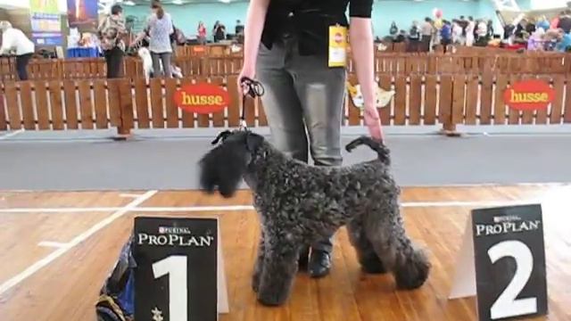 Haibon Misti Blu - КЧК(2) смотреть онлайн