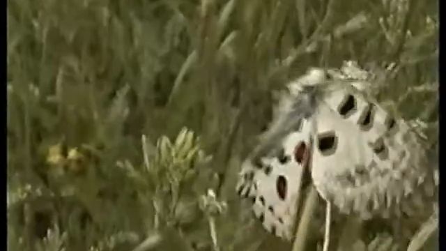 Apollo -sommerfuglen.Parnassius apollo смотреть онлайн