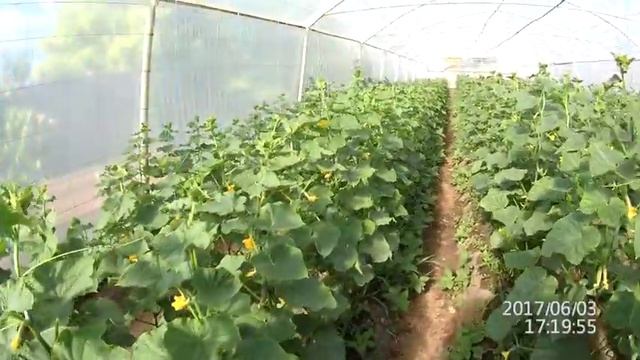 огурец эколь в теплице смотреть онлайн