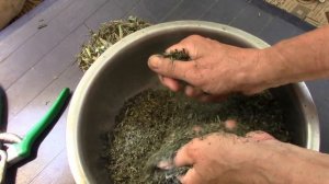 КРАПИВА КАК СПЕЦИЯ.  ВИТАМИНЫ НА ЗИМУ!