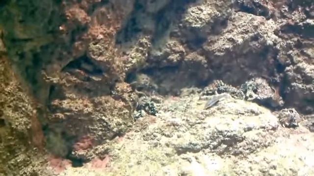 Sochi, Сочи Океанариум смотреть онлайн