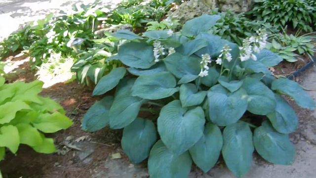 Hosta Bed - Lynn St. Champaign смотреть онлайн