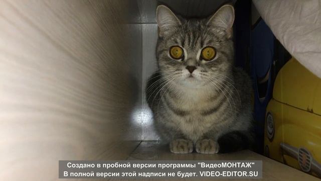 Кошка напала на камеру смотреть онлайн