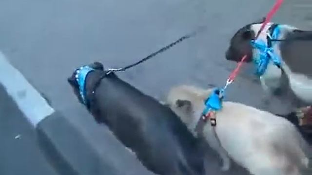 Купить мини пига в Москве цена 8(916)702-11-08 смотреть онлайн