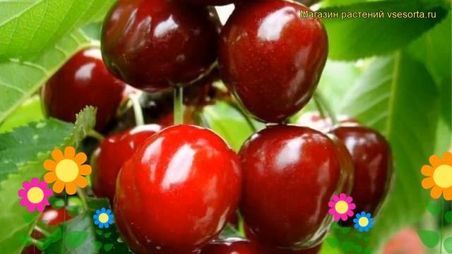 Черешня гибридная Крупноплодная. Краткий обзор, описание характеристик prunus avium Krupnoplodnaia смотреть онлайн