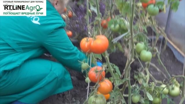 Что выращивать в теплице осенью. Организация осеннего зеленого конвейера. смотреть онлайн