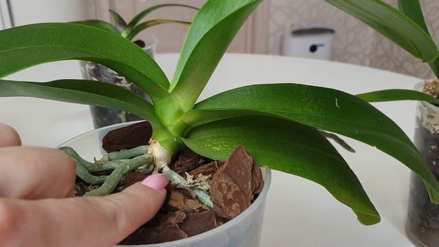 НАРАСТИТЬ КОРНИ орхидее // Так надо ПОЛИВАТЬ орхидею для роста корней орхидеи смотреть онлайн