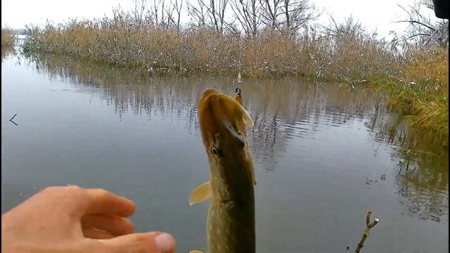 ЩУКА ПІСЛЯ ПЕРШОГО СНІГУ НА СПІНІНГ !!!