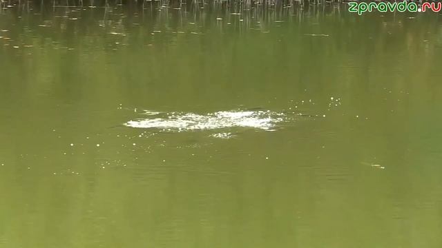 ТК Зеленый Дол 4 10 23 Вручение Благодарственного письма начальника ГУ смотреть онлайн