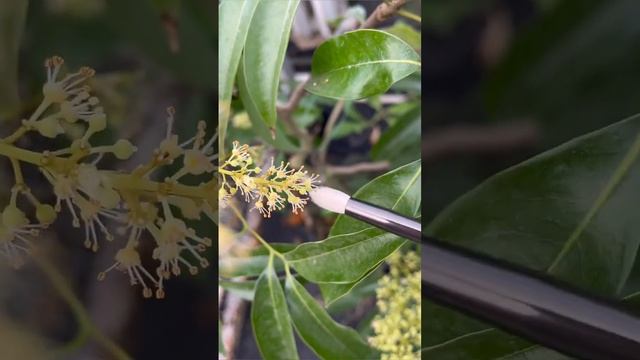 Как опылить ЛИЧИ? смотреть онлайн