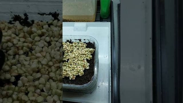 Посадка гречки смотреть онлайн