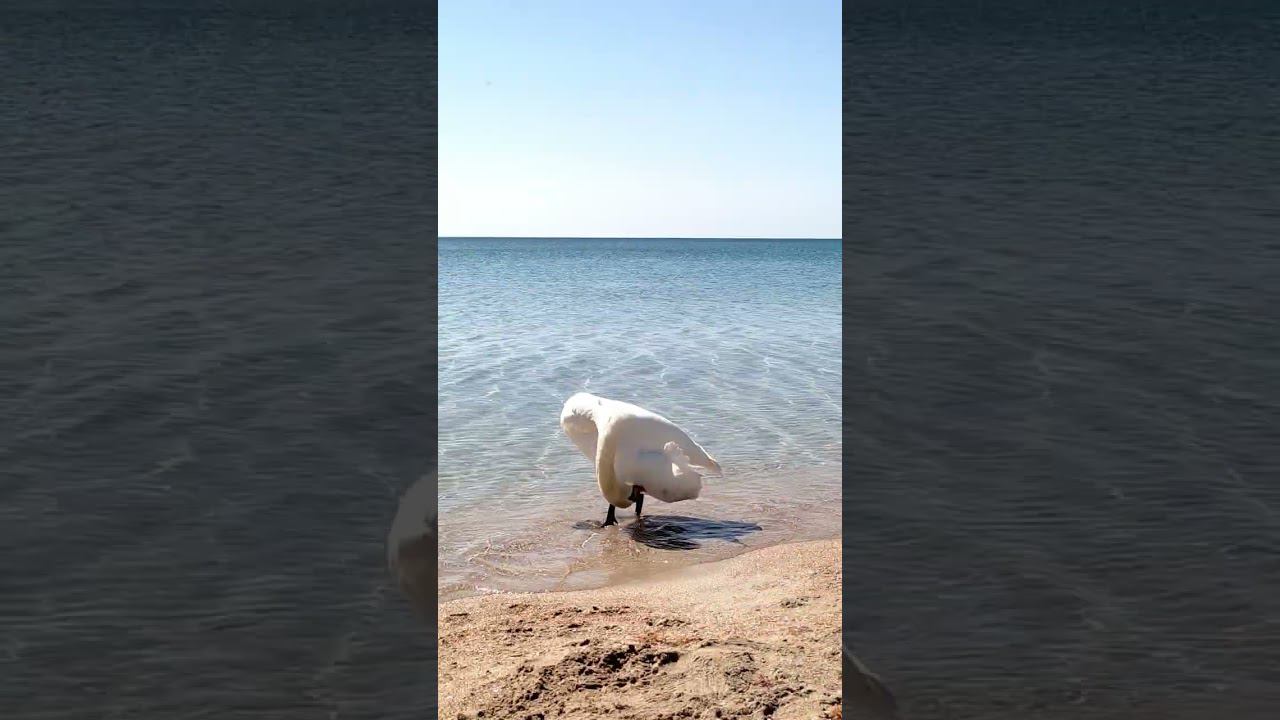 Лебеди проводят утренние процедуры! #shotrs #евпатория #природа #пляж #крым2024 смотреть онлайн