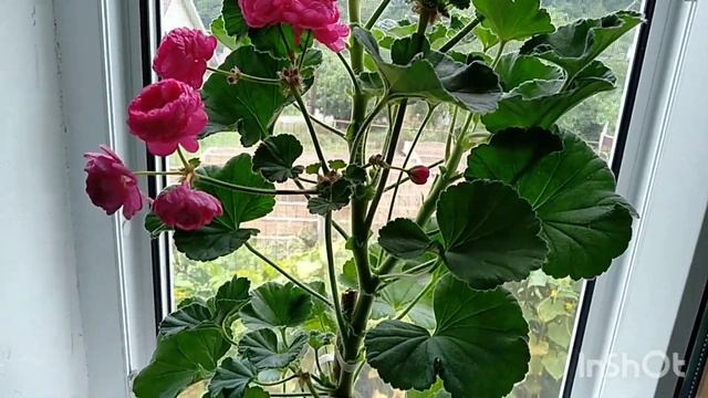 Dinasty Dagi сортовая пеларгония #сочинцы#sochi2022#пеларгония