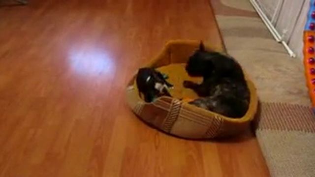 Бостон терьер и Французский бульдог смотреть онлайн