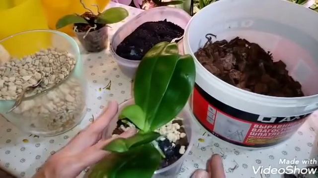 Как Разделить и Посадить Азиатскую Орхидею смотреть онлайн